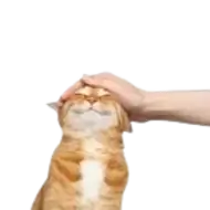 Logotip de Associació Tona Gats