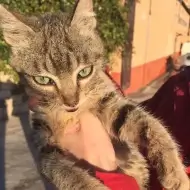 Logotip de Associació ProDefensa Vimbodí Pets